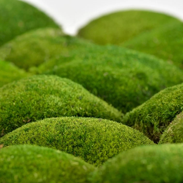 Mușchi Bombat Light Green, verde deschis, ideal pentru tablouri și decorațiuni interioare