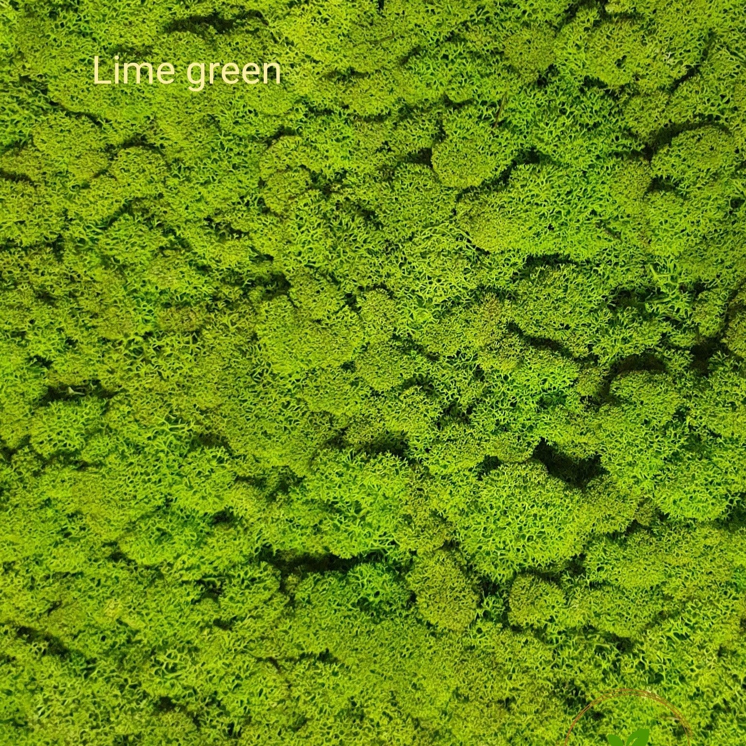 Licheni stabilizați Lime Green, verde lime intens, ideali pentru tablouri și decorațiuni interioare