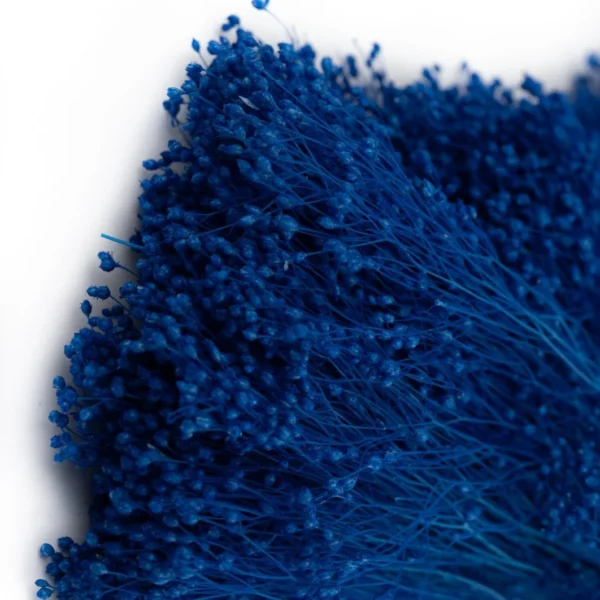 Broom Bloom stabilizat royal blue H50cm - GreenTouch