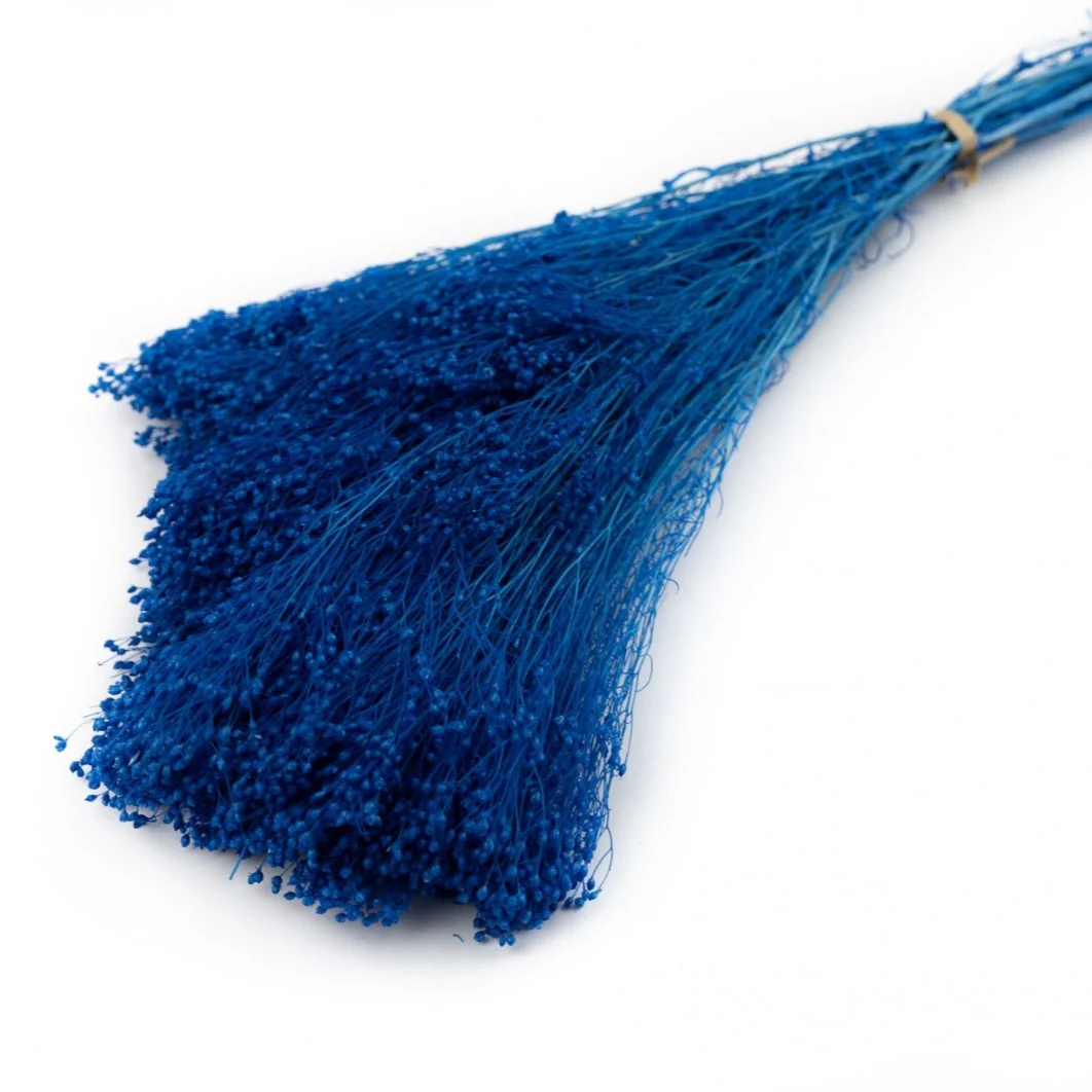Broom Bloom stabilizat Royal Blue, înălțime 50 cm – floare decorativă naturală pentru aranjamente florale, tablouri cu licheni și proiecte DIY