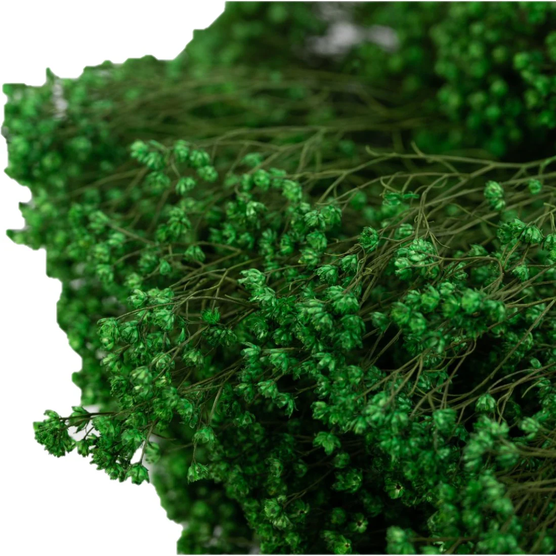 Broom Bloom uscat verde, înălțime 50 cm – floare decorativă naturală pentru aranjamente florale, buchete și proiecte DIY