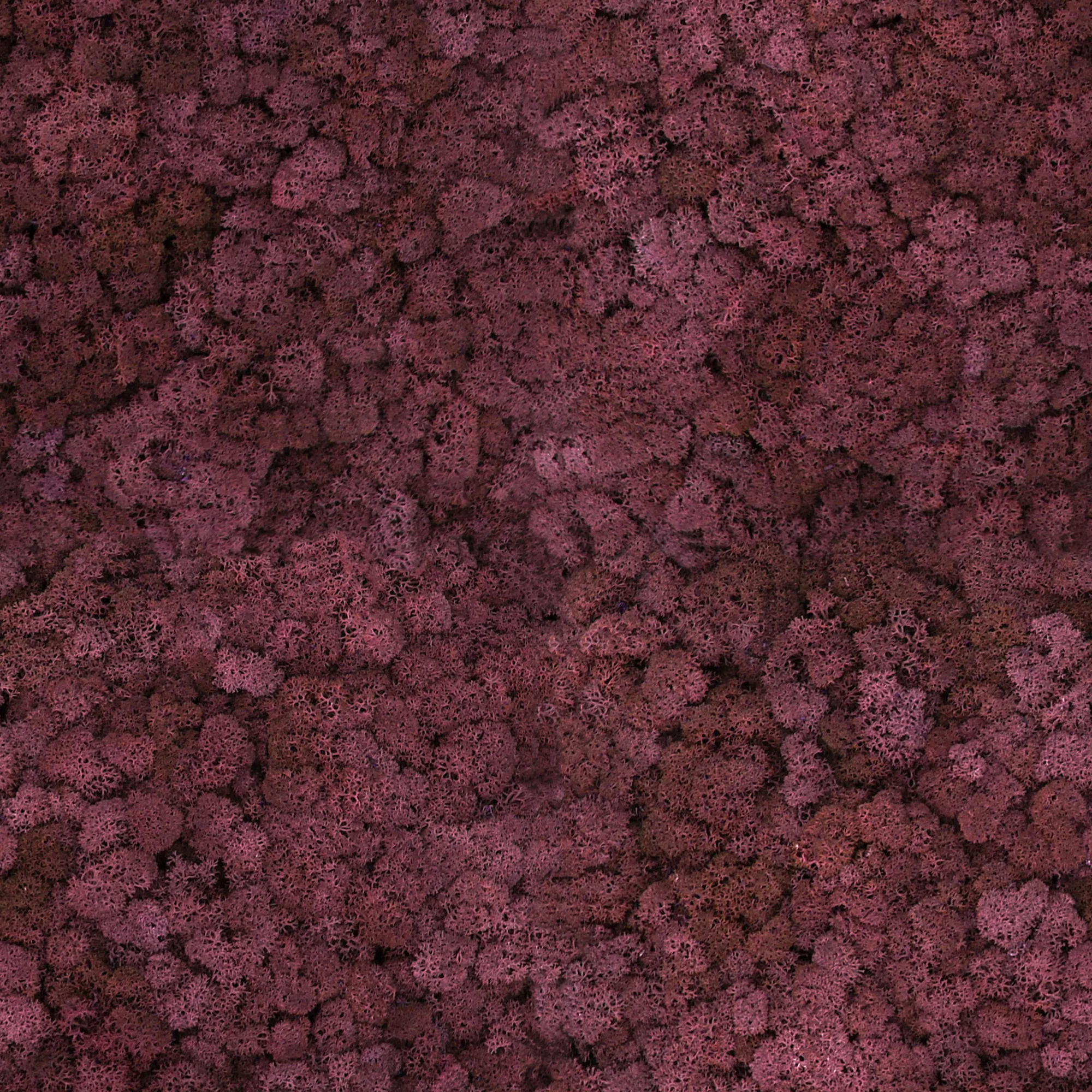 Licheni stabilizați Bordeaux – material decorativ natural, ideal pentru tablouri, pereți verzi, aranjamente florale și proiecte DIY