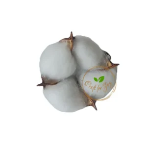 Floare de bumbac alb uscată pentru aranjamente florale și decoruri handmade