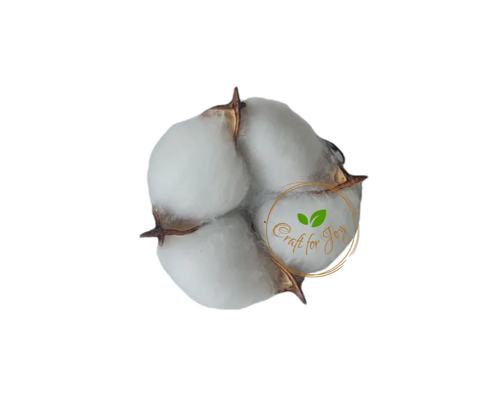 Floare de bumbac alb uscată pentru aranjamente florale și decoruri handmade