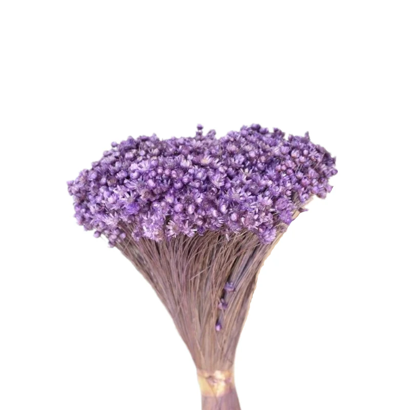 Glixia mov lila – floare uscată premium pentru aranjamente florale și decoruri handmade