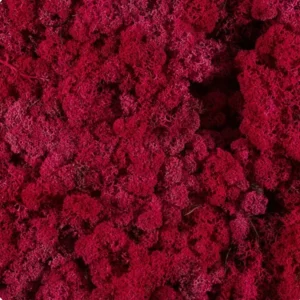 Licheni stabilizați Crimson – material decorativ natural, ideal pentru tablouri, pereți verzi, aranjamente florale și proiecte DIY
