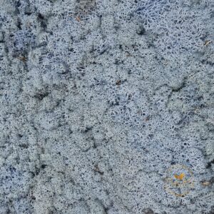 Licheni stabilizați Blue – material decorativ natural, ideal pentru tablouri cu licheni, pereți verzi, aranjamente florale și proiecte DIY