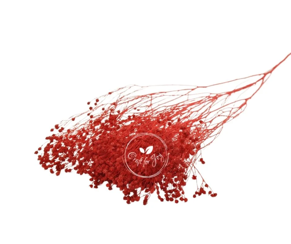 Broom Bloom Red stabilizat H 40-50cm - imagine 2