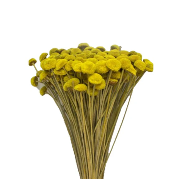 Pavao galben – plante uscate decorative pentru aranjamente florale și decoruri handmade