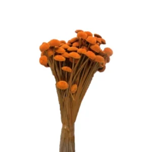 Pavao portocaliu – plante uscate premium pentru aranjamente florale și decoruri handmade