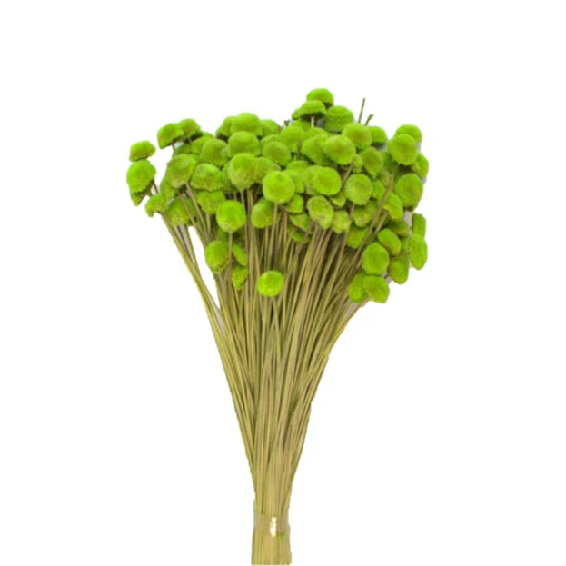 Pavao verde deschis – plante uscate decorative pentru aranjamente florale și decoruri handmade