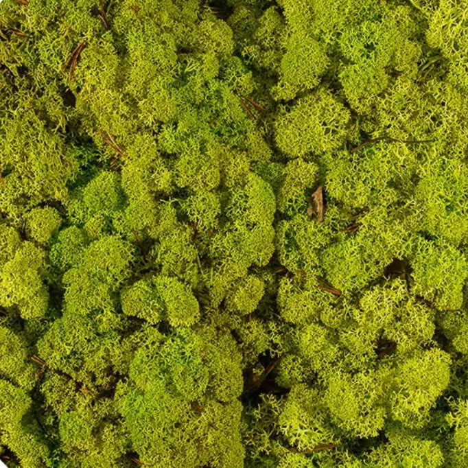 Licheni stabilizați Spring Green, verde proaspăt, ideali pentru tablouri și decorațiuni interioare