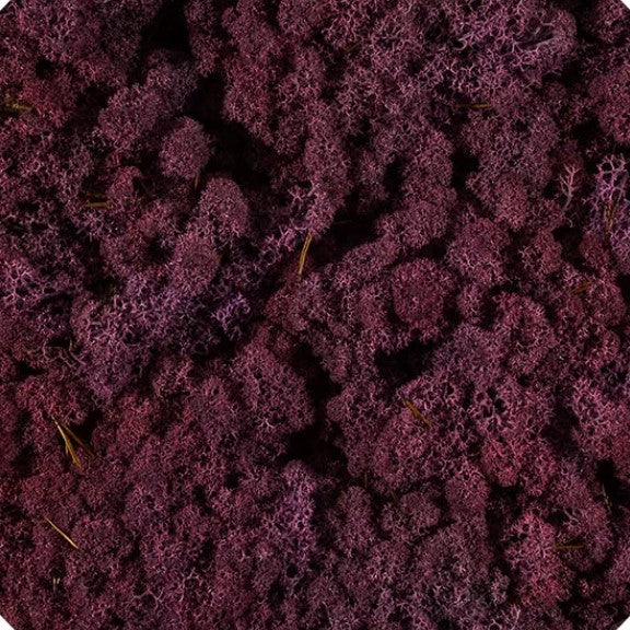 Licheni stabilizați Mov Erica, nuanță violet intens, ideali pentru tablouri și decorațiuni interioare