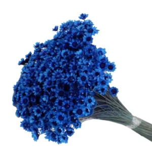 Glixia albastru – floare uscată premium pentru aranjamente florale și decoruri handmade