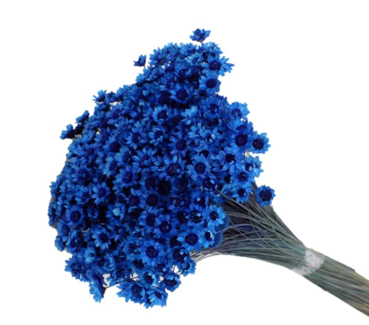 Glixia albastru – floare uscată premium pentru aranjamente florale și decoruri handmade