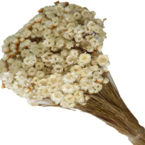 Glixia alb natural 50g – floare uscată pentru aranjamente handmade și decor natural