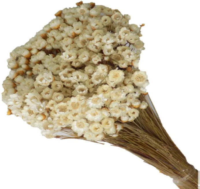 Glixia alb natural 50g – floare uscată pentru aranjamente handmade și decor natural