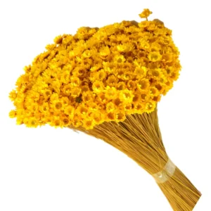 Glixia galben 50g – floare uscată premium pentru aranjamente florale și decoruri handmade