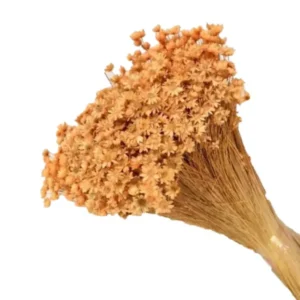 Glixia peach – floare uscată premium pentru aranjamente florale și decoruri handmade