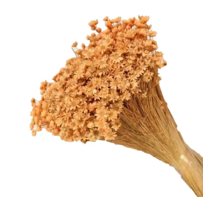 Glixia peach – floare uscată premium pentru aranjamente florale și decoruri handmade
