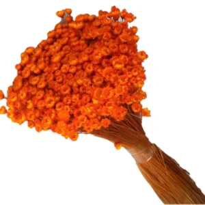 Glixia portocaliu – floare uscată premium pentru aranjamente florale și decoruri handmade