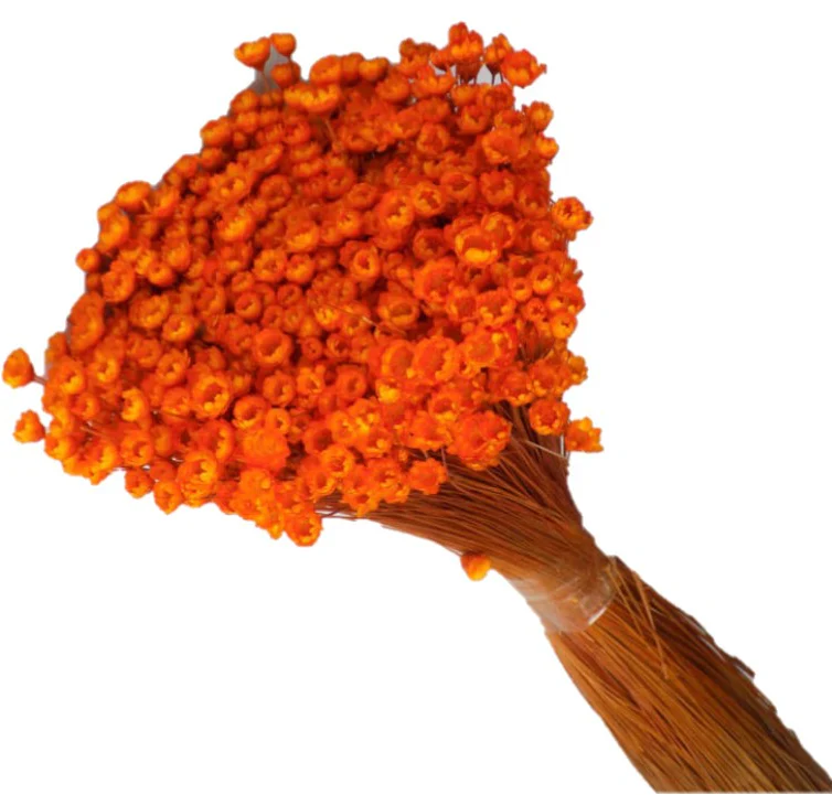 Glixia portocaliu – floare uscată premium pentru aranjamente florale și decoruri handmade