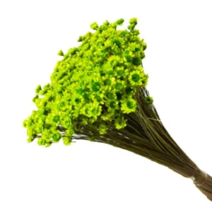 Glixia verde deschis – floare uscată premium pentru aranjamente florale și decoruri handmade