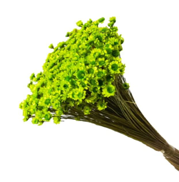 Glixia verde deschis – floare uscată premium pentru aranjamente florale și decoruri handmade