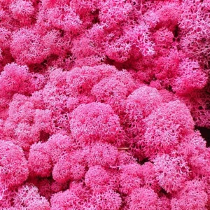 Licheni stabilizați Fucsia – material decorativ natural, ideal pentru tablouri, pereți verzi, aranjamente florale și proiecte DIY