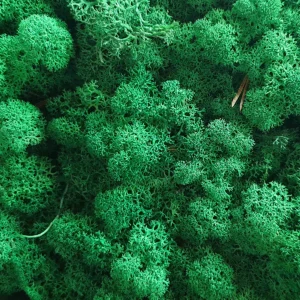 Licheni stabilizați Grass Green, verde crud, ideali pentru tablouri și decorațiuni interioare