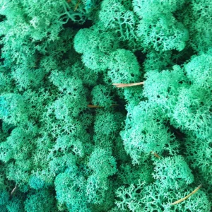 Licheni stabilizați Pacific Green, verde oceanic, ideali pentru tablouri și decorațiuni interioare