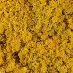 Licheni stabilizați Yellow – material decorativ natural, ideal pentru tablouri cu licheni, pereți verzi, aranjamente florale și proiecte DIY
