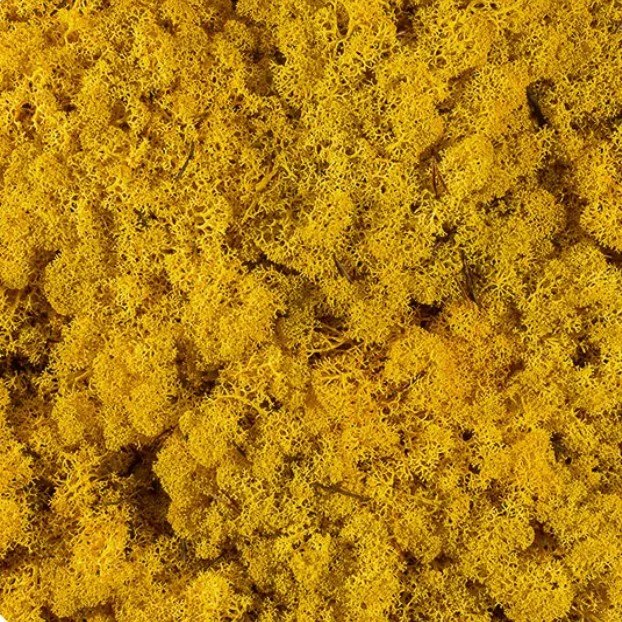 Licheni stabilizați Yellow – material decorativ natural, ideal pentru tablouri cu licheni, pereți verzi, aranjamente florale și proiecte DIY