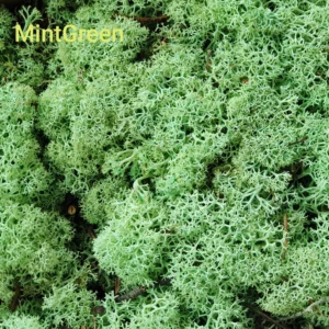 Licheni stabilizați Mint Green – material decorativ natural, ideal pentru tablouri cu licheni, pereți verzi, aranjamente florale și proiecte DIY