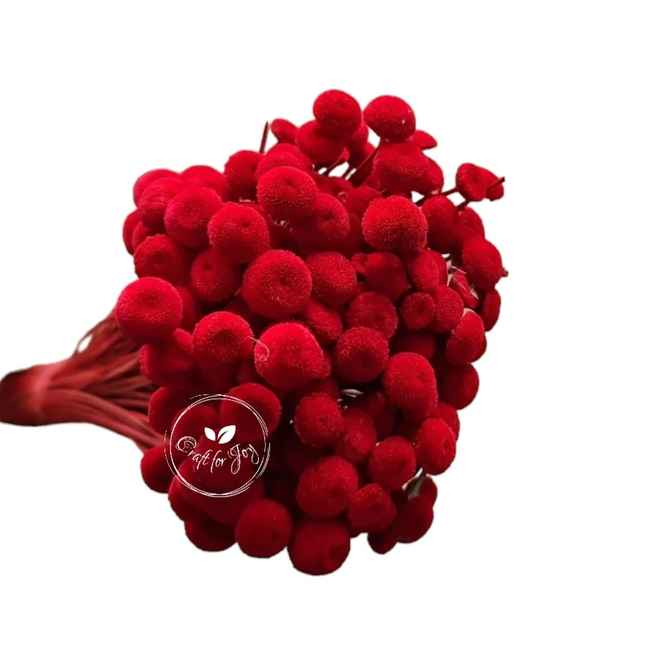 Pavao roșu – plante uscate premium pentru aranjamente florale și decoruri handmade