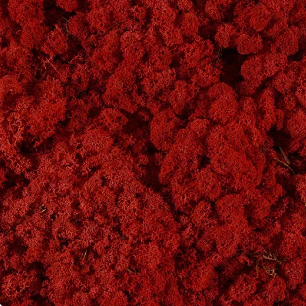 Licheni stabilizați Red – material decorativ natural, ideal pentru tablouri cu licheni, pereți verzi, aranjamente florale și proiecte DIY
