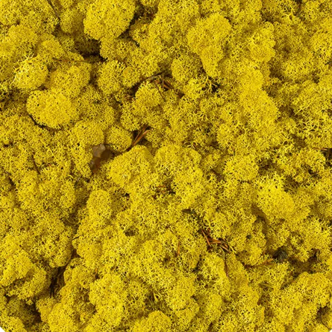 Licheni stabilizați Yellow Lemon, galben intens, ideali pentru tablouri și decorațiuni interioare