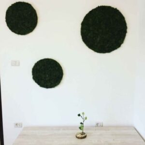 Cerc cu licheni SET ( Ø 70cm, Ø 50cm si Ø 30cm )