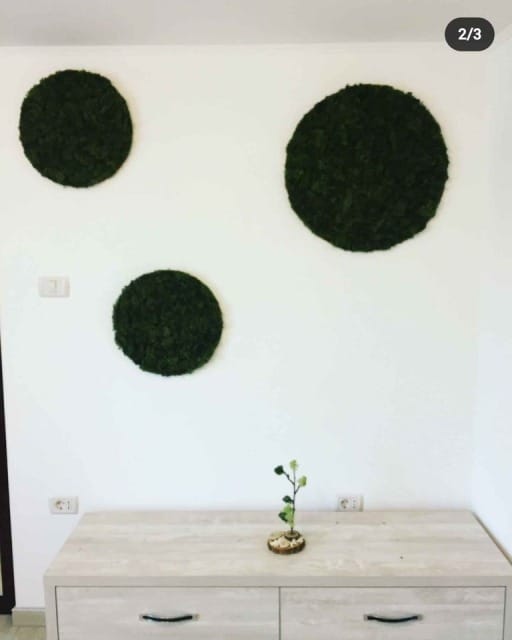 Cerc cu licheni SET ( Ø 70cm, Ø 50cm si Ø 30cm )