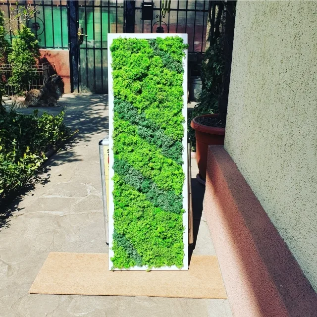 Tablou cu licheni 100x30 cm