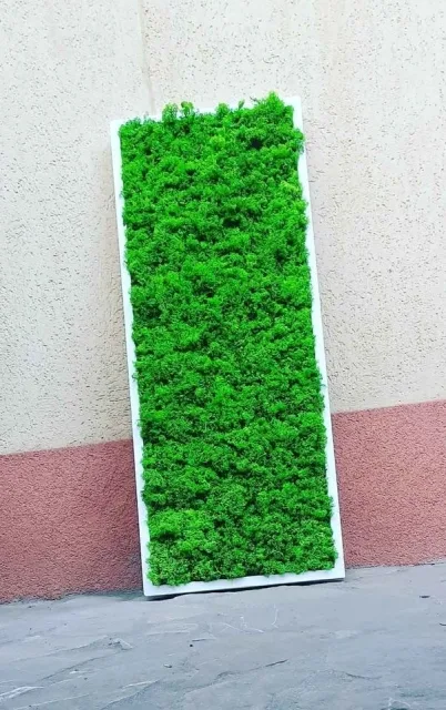 Tablou cu licheni 100x30 cm