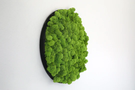 Cerc din licheni 30 cm - imagine 2