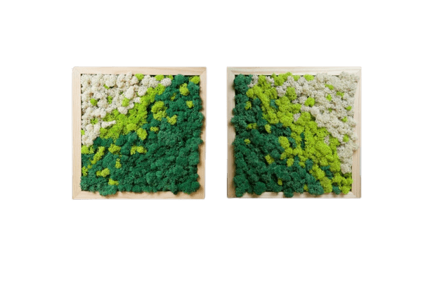 Tablouri din licheni 40x40 cm Set