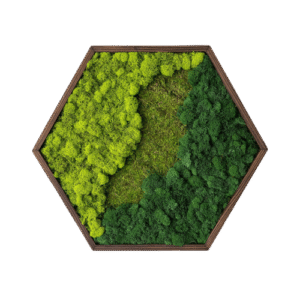 Hexagon din licheni 35x35 cm